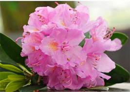 Pink Rhododendron, Dwarf PJM Lavender live plant 2 year old 12-18 inches - £16.21 GBP