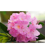 Pink Rhododendron, Dwarf PJM Lavender live plant 2 year old 12-18 inches - $28.72 CAD