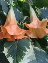 US Seller 10 Peach &amp; Cream Angel Trumpet Seeds Flowers - £8.91 GBP