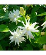 BELLE OF INDIA Jasminum Sambac Double Starter Plant Intensely Fragrant - £35.13 GBP