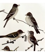 Pewees And Flycatcher 1936 Bird Lithograph Color Plate Art Print DWU12D - $24.99