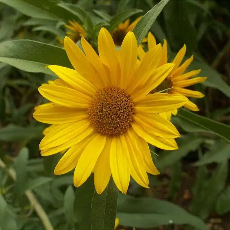 100 seeds Sunflower MAXIMILIAN Perennial Flowers Butterflies Finches Non-GMO - £6.92 GBP