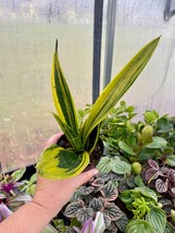 Sansevieria Gold Flame Snake Plant 4&quot; Pot Live Plant - £14.01 GBP