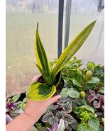 Sansevieria Gold Flame Snake Plant 4&quot; Pot Live Plant - £14.01 GBP