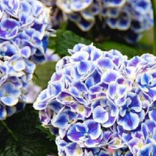 5 Mars Hydrangea Seeds Perennial Hardy Garden Shrub Bloom Flower Seed 67 - $10.99