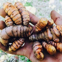 Semilir 9 Piece Turmeric Bulb Fresh Harvest Home Grown Fast Grow From US - $37.75