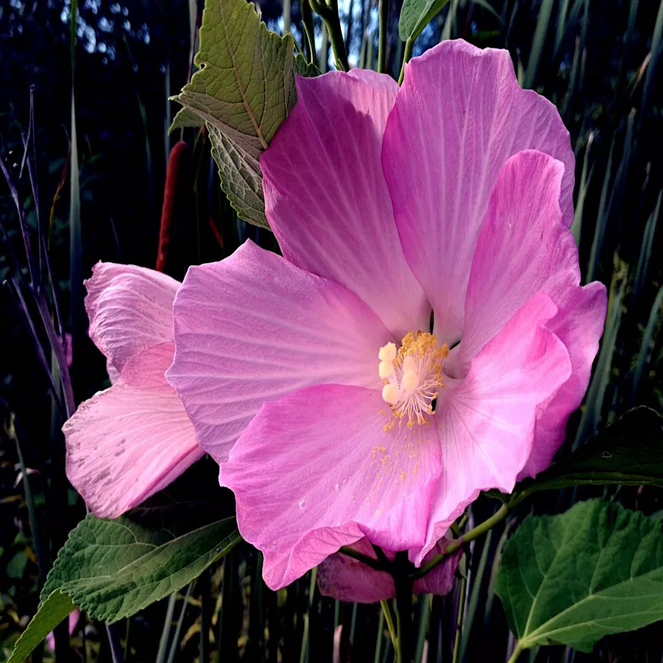 FA Store 20+Seeds Pink Swamp Mallow Rose Seeds &quot;LARGE FLOWER&quot; Hardy Hibiscus - £5.22 GBP