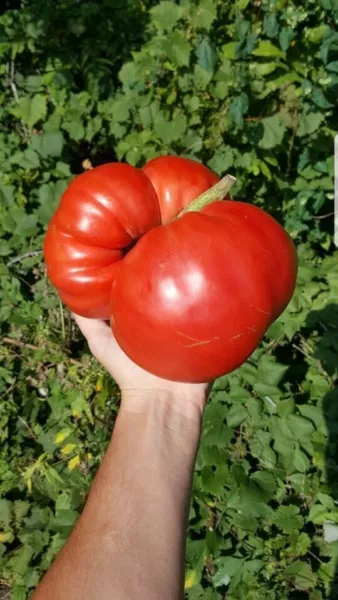 Fresh New Big Zac Tomato 30 Seeds World Record Size Huge - £10.16 GBP