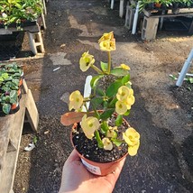 Yellow Crown Of Thorns  Euphorbia Milli Floral  4 In Pot Corona De Cristo - $15.83