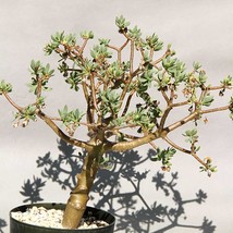 5 OTHONNA arbuscula Bonsai Seeds for Garden - $30.00