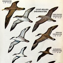 Light Bellied Shearwater Birds Varieties 1966 Color Art Print Nature ADBN1s - $19.99