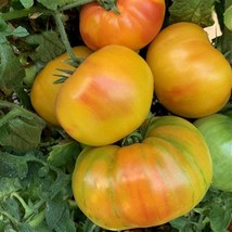 Marvel Stripe Tomato Seeds Organic US Fast Shipping - $1.98