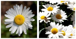 1000+ Ox Eye Daisy Flower Seeds Perennial Bees Butterfly Garden Free Shipping - $16.99