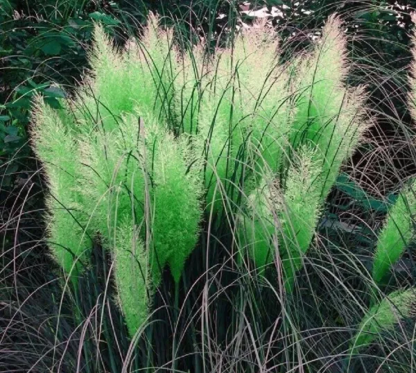 10 Seeds Green Pampas Grass Seeds Unusual Stunning Flower Fresh Gardening USA Sh - £4.51 GBP