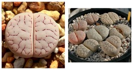 Lithops gracilidelineata C385 Succulents Seeds 300 Seeds - $29.99