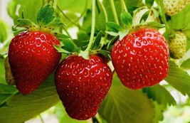 Guashi Store 100 Seeds Everbearing Strawberry Fruit Seeds Nongmo Fresh Harvest U - £7.04 GBP