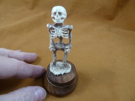 (Skull-41) medium white full skeleton Skull figurine Bali antler crafted modle - £50.49 GBP