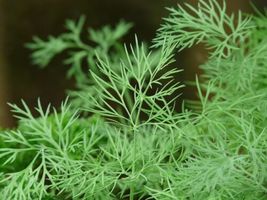 1500 Seeds DUKAT DILL Anethum Graveolens Sweet Heirloom European Herb Vegetable - £13.48 GBP