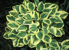 2&quot; pot hosta CAMEO mini very small adorable disease-free - 1 Live Potted Plant - £39.07 GBP