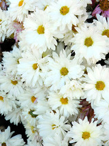 Bellfarm® Lar Dual Daisy, White 500 seeds FRESH SEEDS - $5.99