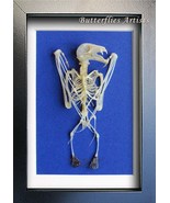 Dagger Toothed Bat Skeleton Macroglossus Minimus Taxidermy Framed  Displa - $108.65 CAD