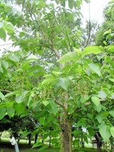 30 Fragrant Epaulette Tree Seeds Pterostyrax Hispida Fresh Seeds - $11.70