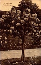 Vintage Real Picture POSTCARD- A Rose Tree, Portland, Oregon BK33 - £2.73 GBP