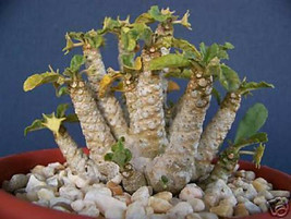 Dorstenia sp exotic rare succulents caudex bonsai cactus seed cacti 50 SEEDS - $9.99