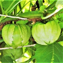 Grande Rio Verde Tomatillo Mexican Husk Tomato Vegetable Fruit Fresh Garden USA  - £7.40 GBP