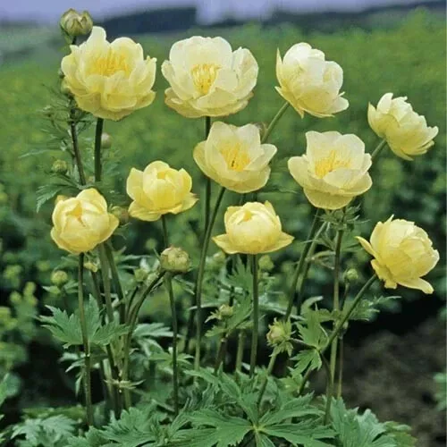 Trollius /Globe Flower Ranunculus Plant, Easy to Grow Cut Flower (New Moon) - £27.03 GBP