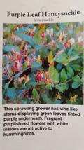 Purple Leaf Honeysuckle 1 Gal. Plant Large Multiple Flowers Easy to Grow Plants - $48.45