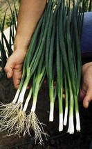 Onion Bunching Tokyo Long White Great Heirloom Vegetable 5000 Seeds Fresh Garden - $27.90