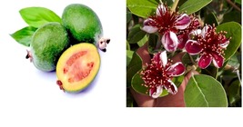 Well Rooted STARTER Plant Pineapple Guava Feijoa Sellowiana Grow Sweet Fruit - £31.96 GBP