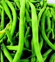 G_S Kentucky Wonder Bean Seeds - $8.19