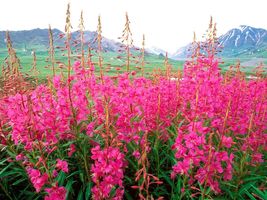 300 Fireweed Seeds Rosebay Willow Herb Yanagiran Native Wildflower - £9.38 GBP