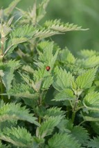 200 Organic Stinging Nettle Seeds (Urtica Dioica) - £4.50 GBP