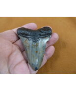 (S271-2) big 2-15/16" Fossil MEGALODON Shark Tooth Teeth JEWELRY love me... - $89.99