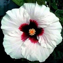 20 White Red Hibiscus Seeds Flowers Flower Seed - £7.90 GBP