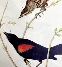 Bicolor Redwing Black Bird 1946 Color Art Print John James Audubon Natur... - £23.59 GBP