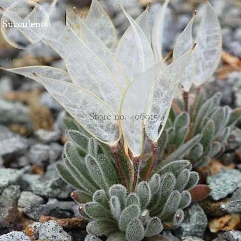 fresh Imported &#39;Snow Princess&#39; Succulent with Transparent Flowers, 10 seeds - £11.71 GBP