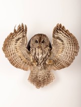 Stuffed European OWL Taxidermy Owl Strix aluco Bird Scarecrow decor wall mount # - £383.18 GBP