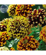 Zinnia Haageana Jazzy Mixed Flower Seeds 100 Seeds Pack Stunning Bi Colo... - €12,89 EUR