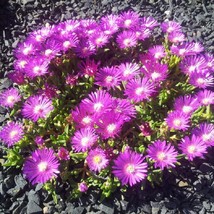 Mpb#5 Delosperma Seeds Ice Plant Seeds Table Mountain Perennial Seeds 25... - $11.55