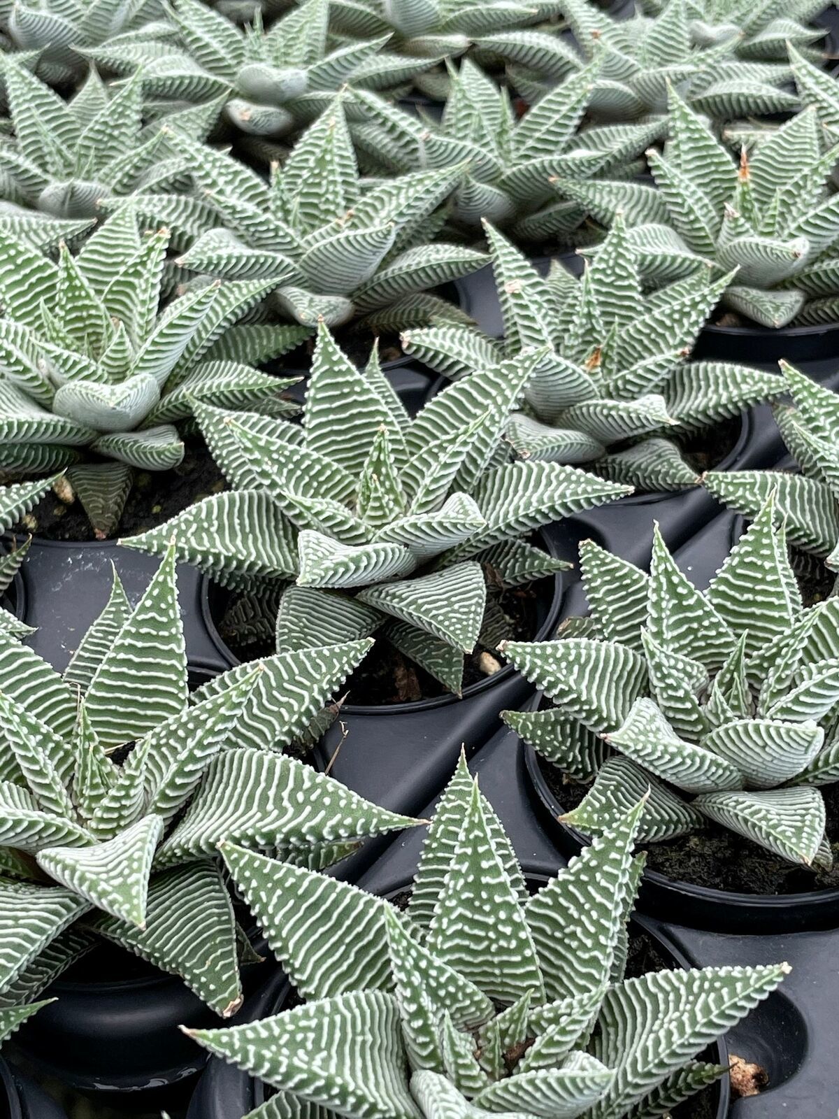 Haworthia Limifolia, Lace Aloe , Variegated White Aloe Plant, Ribbed Freckles, W Item image 5