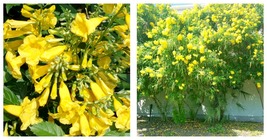 Yellow Bells Esperanza Tecoma Stans Yellow Trumpet Starter Plant - £36.90 GBP