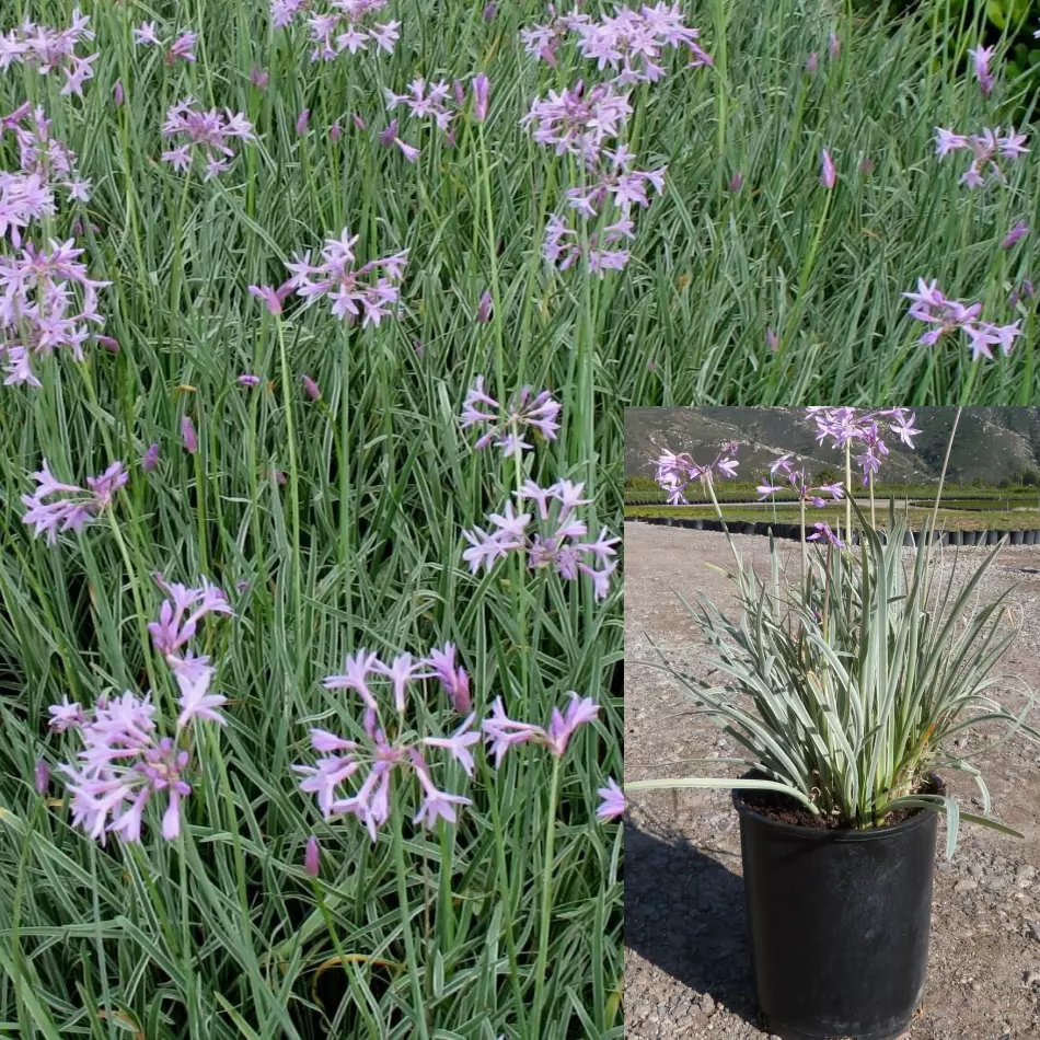 Tulbaghia Violacea Silver Lace 4inches Plant Variegated Yellow White Soc... - $16.99