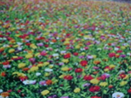 1/4 Pound (4 Ounces) Low Ground Cover Wildflower Seed 20 Variety Mixture Of Seed - £23.59 GBP