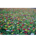 1/4 POUND (4 OUNCES) LOW GROUND COVER WILDFLOWER SEED 20 VARIETY MIXTURE... - £23.49 GBP