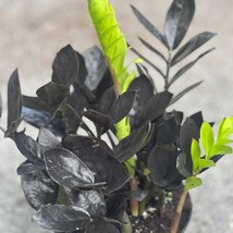 Black Raven Zz Dark Zz Plant In 6 Inch Pot Zamioculcas Zamiifolia Raven Fresh Ga - $76.32