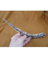 (sj447-15) 10.5&quot; Thornback ray Raja clavata tail strip rays specimen edu... - $103.13 CAD